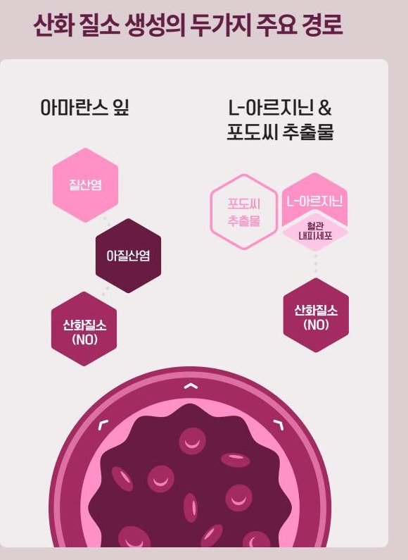산화 질소 생성의 두가지 주요 경로 — 아마란스 잎의 질산염이 아질산염을 거쳐 산화질소(NO)가 되는 경로와, 포도씨추출물 · L-아르지닌이 혈관 내피세포에서 산화질소(NO)를 만드는 경로.