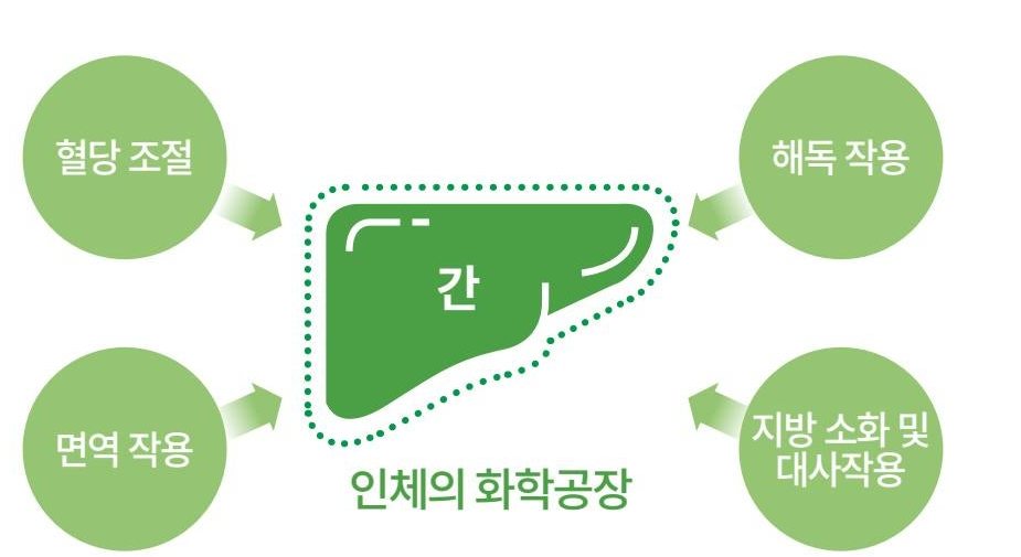 인체의 화학공장인 간 — 혈당 조절, 해독 작용, 면역 작용, 지방 소화 및 대사작용.